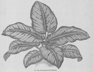 Schismatoglottis