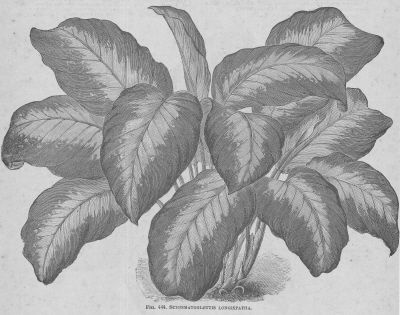 Schismatoglottis