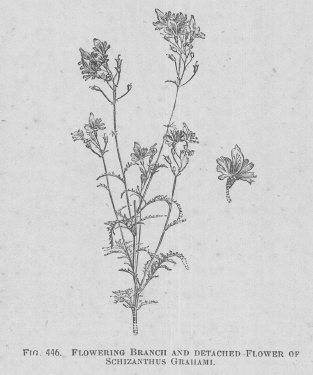 Schizanthus