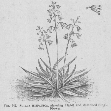 Scilla
