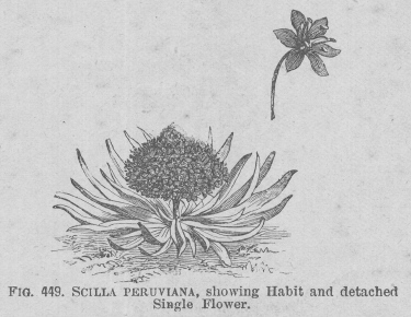 Scilla