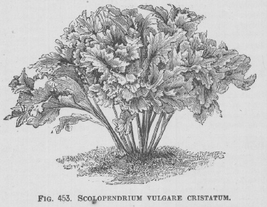 Scolopendrium