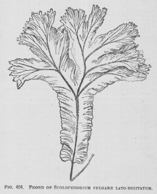 Scolopendrium