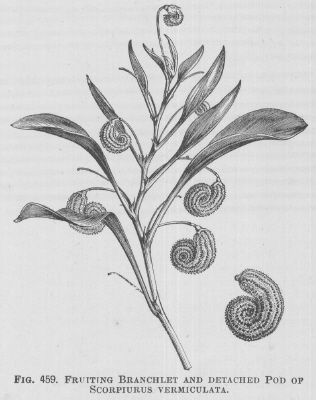 Scorpiurus