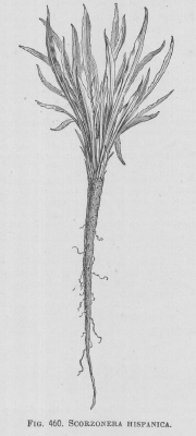 Scorzonera