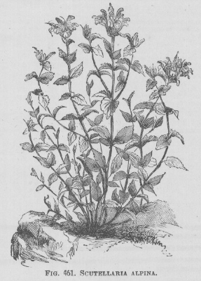 Scutellaria