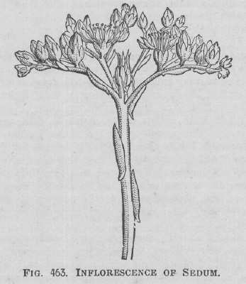 Sedum