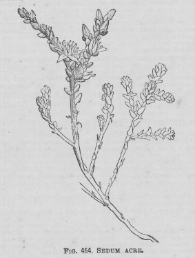 Sedum