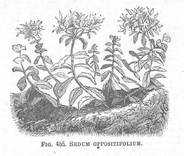 Sedum