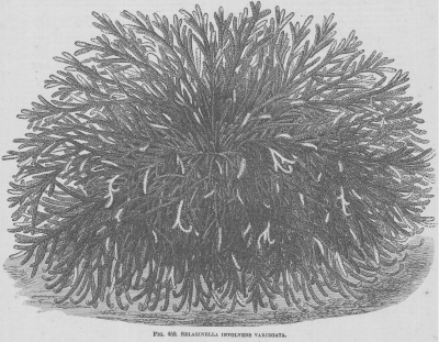 Selaginella
