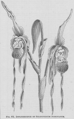 Selenipedium