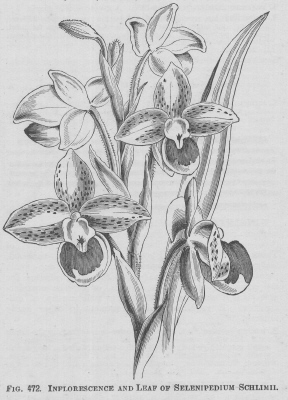 Selenipedium