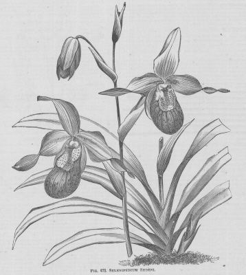 Selenipedium