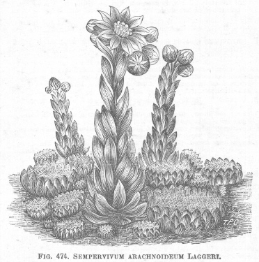 Sempervivum