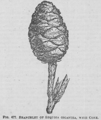 Sequoia