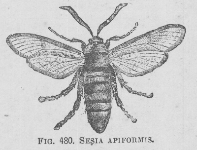 Sesia
