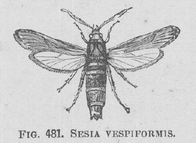 Sesia