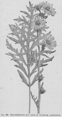 Silphium
