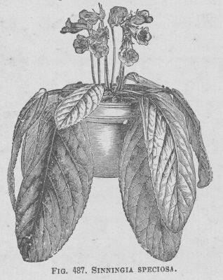 Sinningia