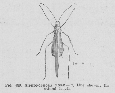 Siphonophora