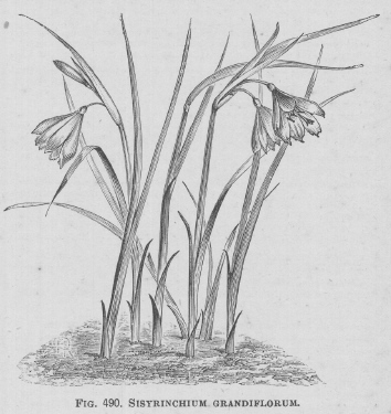 Sisyrinchium