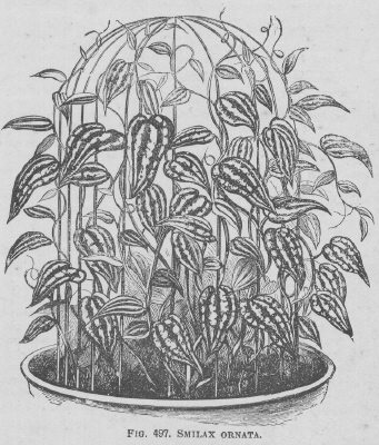 Smilax