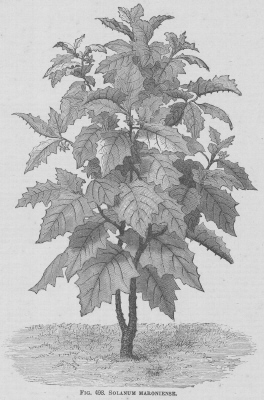 Solanum