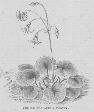 Soldanella