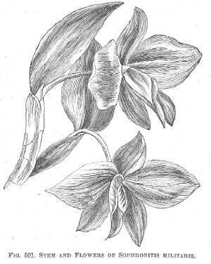 Sophronitis