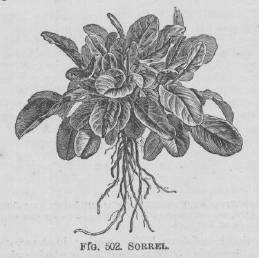 Sorrel