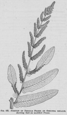 Osmunda