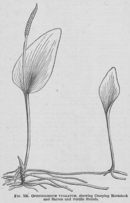 Ophioglossum