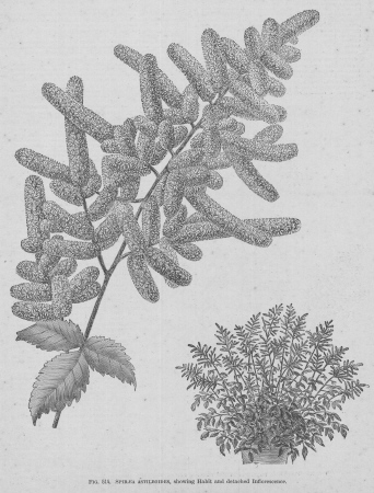 Spiraea