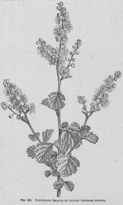 Spiraea
