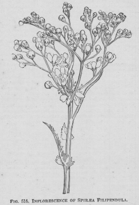 Spiraea
