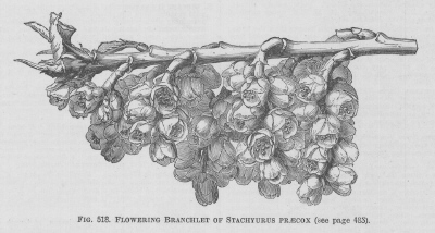 Stachyurus