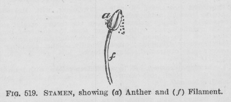 Stamen