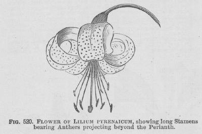 Lilium