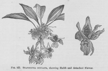 Stanhopea