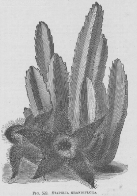 Stapelia