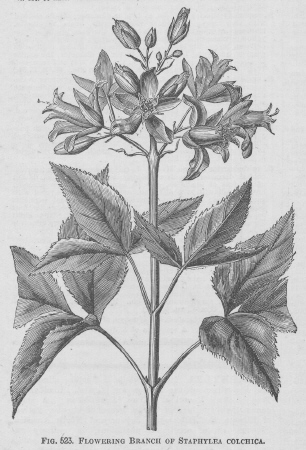 Staphylea
