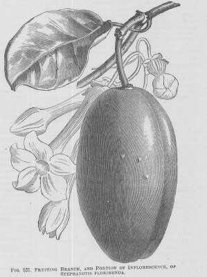 Stephanotis