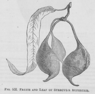 Sterculia
