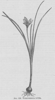 Sternbergia