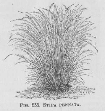 Stipa
