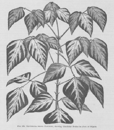 Erythrina