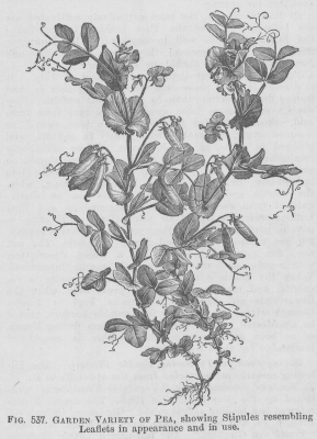 Pavonia — from The Illustrated Dictionary of Gardening (1884)