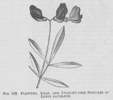 Lotus