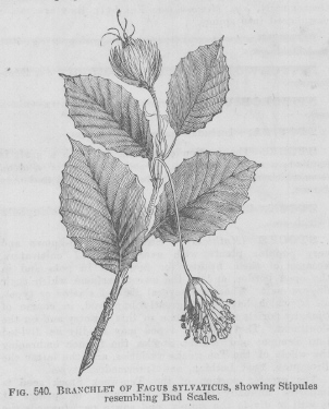 Fagus