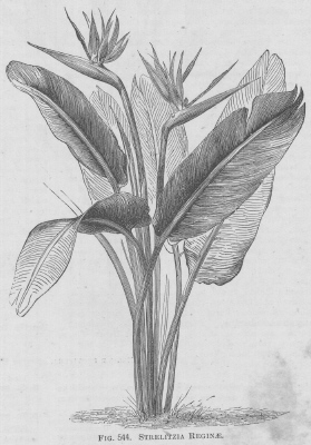 Strelitzia